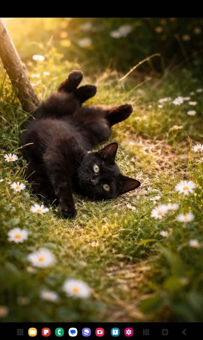 Зеленоглазый котик ищет любящий дом