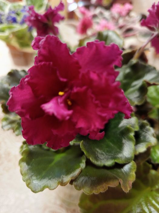 Продам цветущие сортовые фиалки