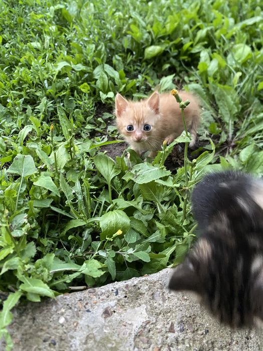отдам котят в добрые руки