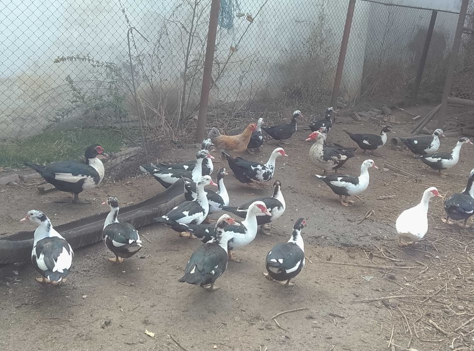 Vând rațe mute tinere