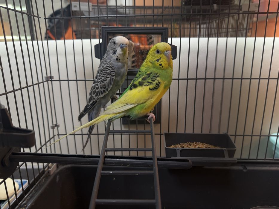 Попугаи волнистики с клеткой болшой и маленткой в отличном состонии
