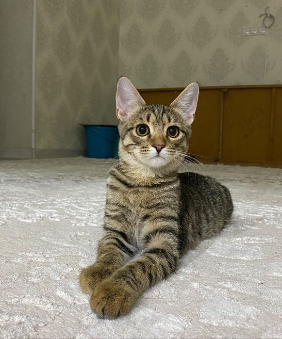 4 айлық мысық, ер бала