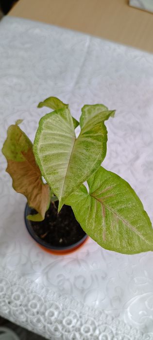 Сингониум Конфетти