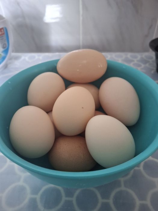 Свежие  звоните пишите