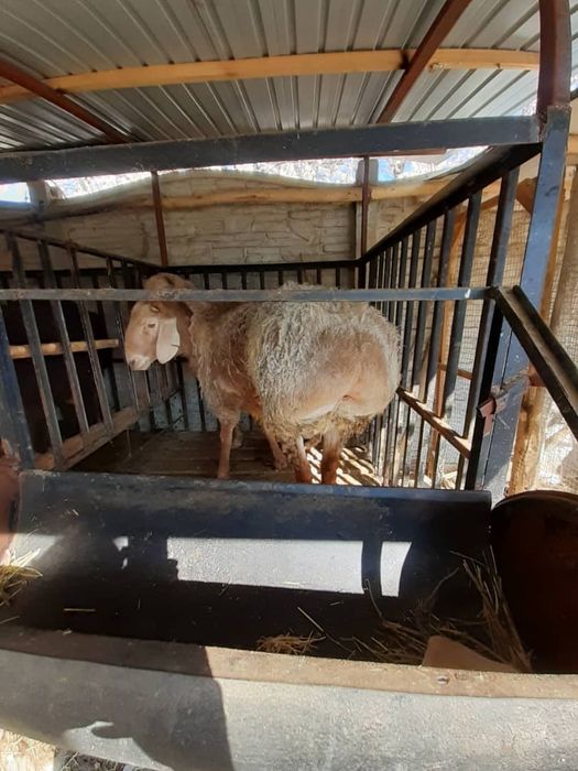 Tojikiston qòchqorlari sotiladi