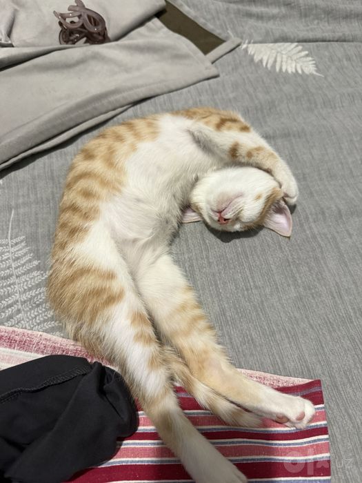 Отдам котенка рыжего в добрые руки