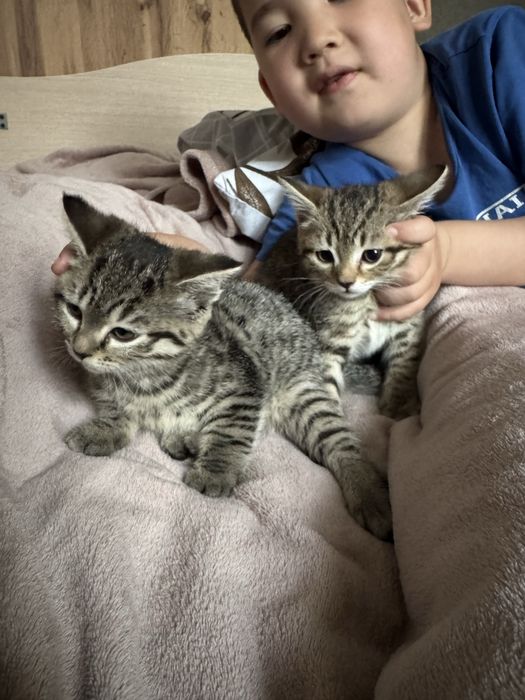 Котята породистые