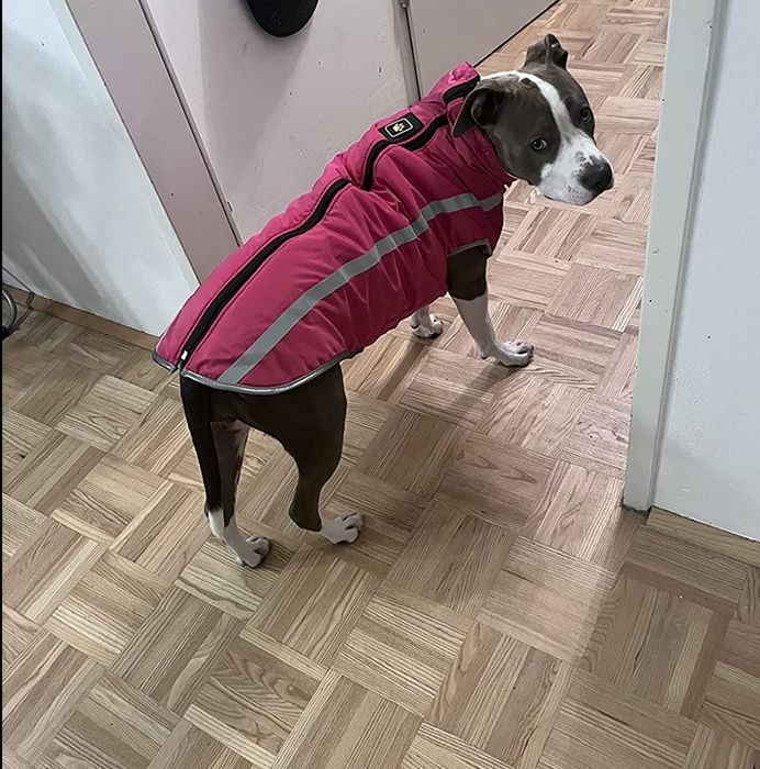 Haina caine talie mare , Produs Nou,Sigilat