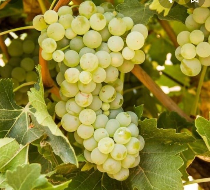 Vindem butasi vita de vie