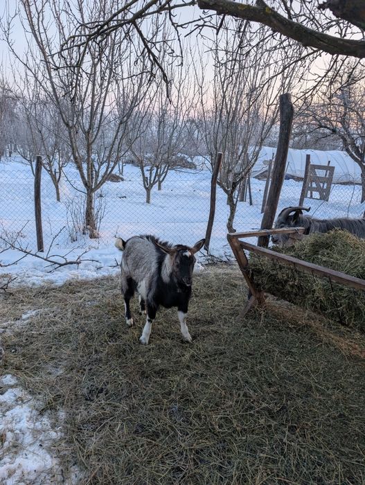 doi țapi de vânzare