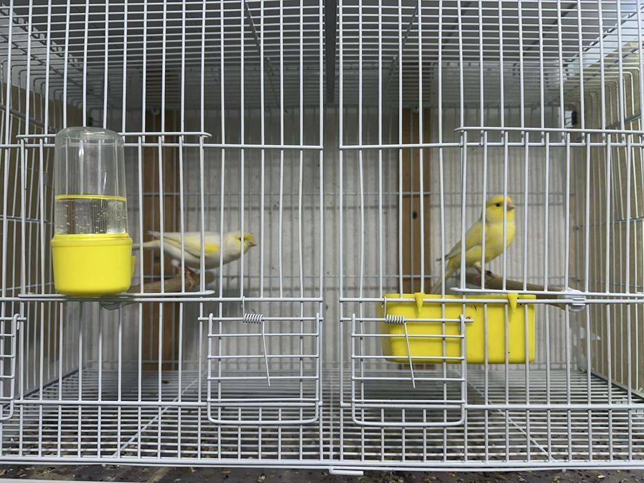 На продажу пара канареек