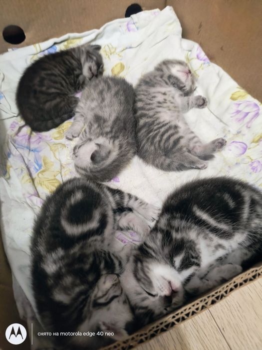 Продам шотландских котят