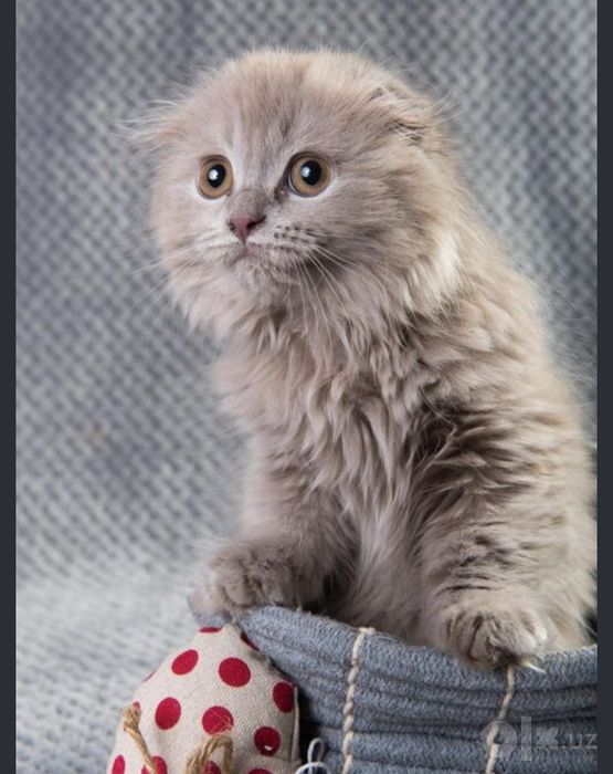 Продается котёнок мальчик скоттиш фолд хайленд