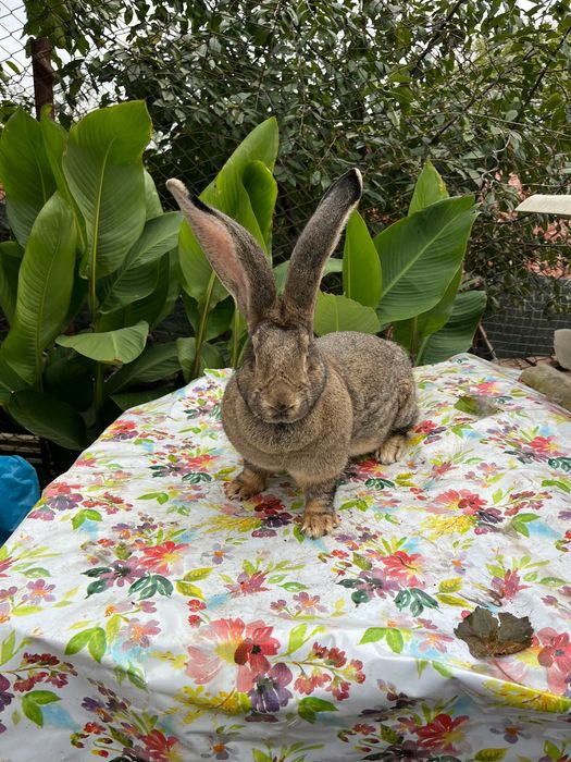 Uriaș german și rex dalmatian