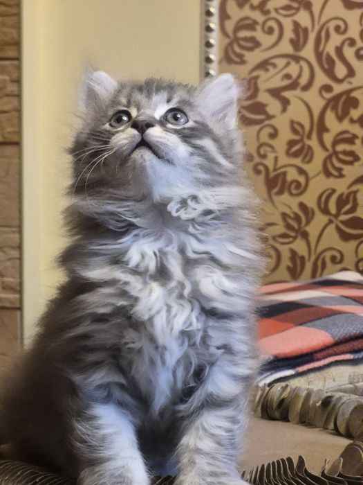 Сибирский  малыш