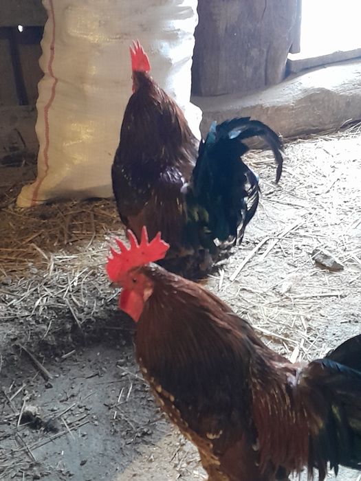 De vânzare doar cocosi și rățoi!