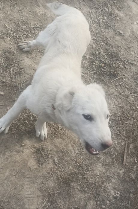 Тобет Казакхский 6 Ай 80000