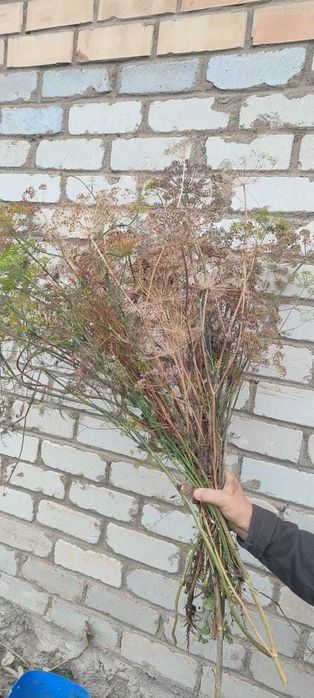 Укроп веник сухой