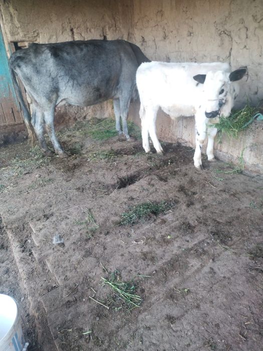 Сүтті Бұзаулы Сиыр