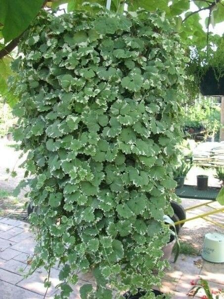 Черенки укорененные 800тг