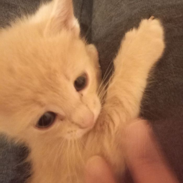 Котёнок мальчик 1 мес 1 нед