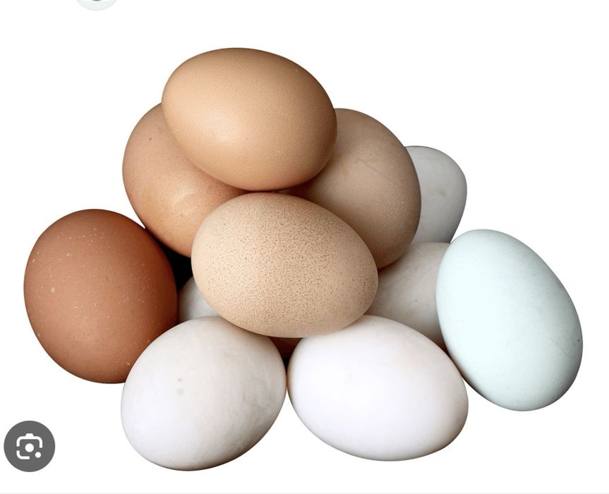 Tuxum urug'langan тухум инкубаторга тухим