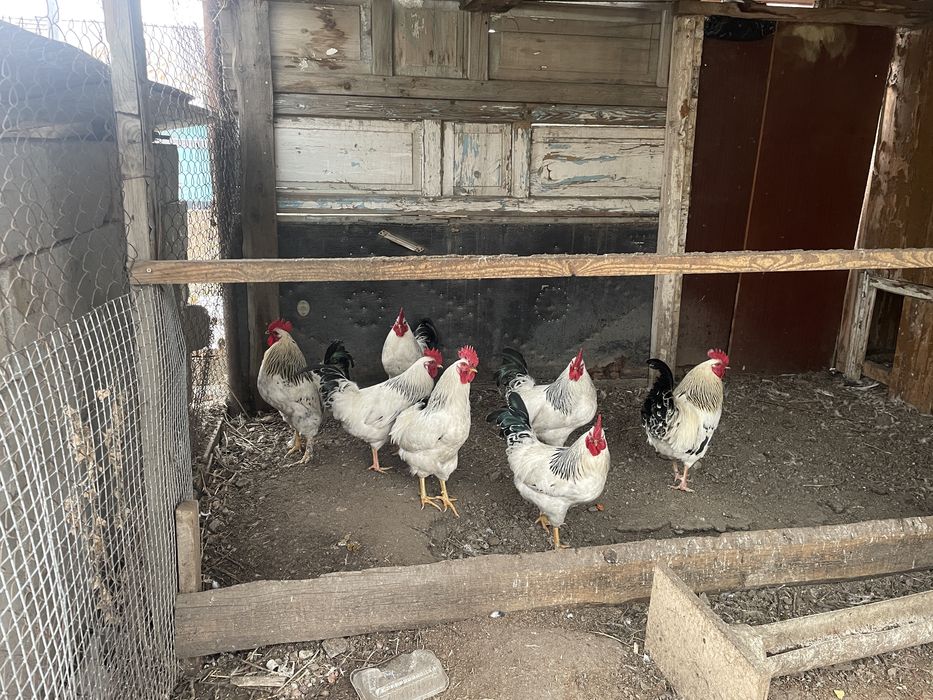 Петухи адлерские