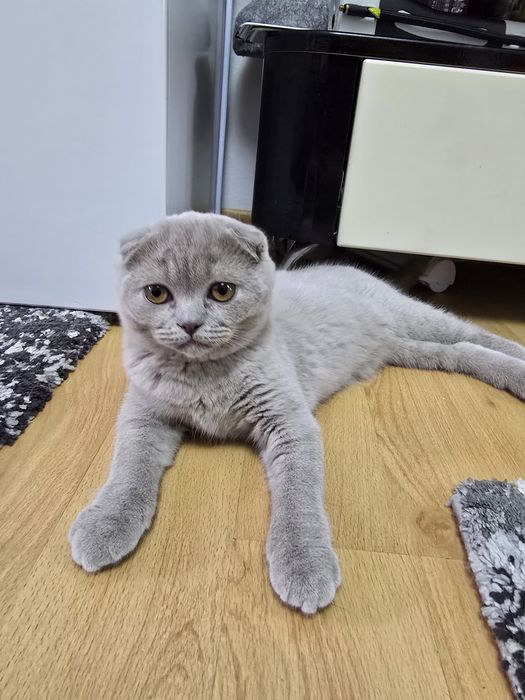 Pui de pisică Blue, 3 luni, vaccinați