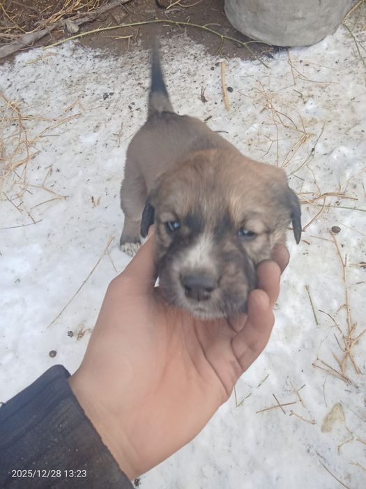 Тобет иттин кушиктери