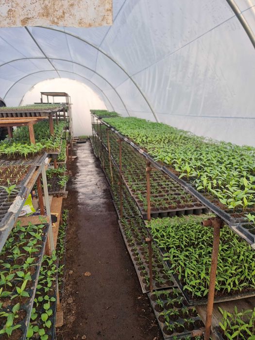 Rasaduri de vannzare!Gura Sutii