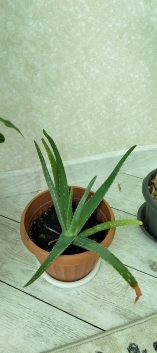 Продам Алое лекарственное