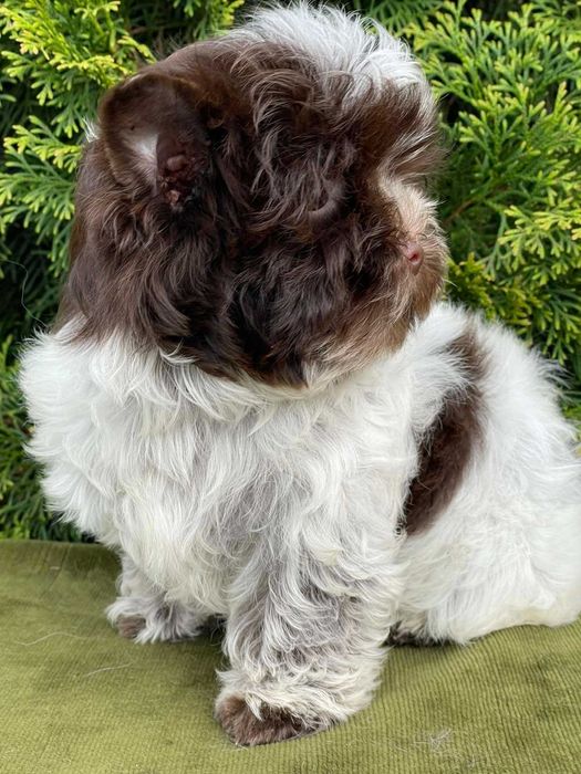 йоркшир териер с родословие