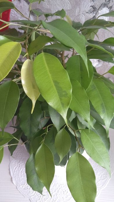 Фикус Голден маник