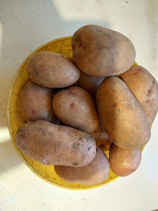 Продам Картофель домашний