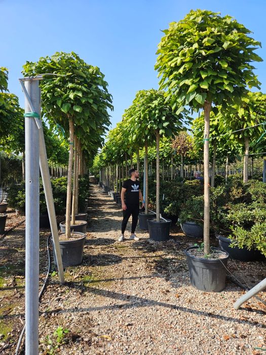 Carpinus cub. catalpa nana.
