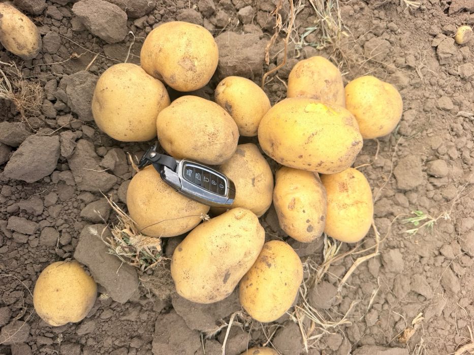 Продам морковь сорт Каспи Абака каскад