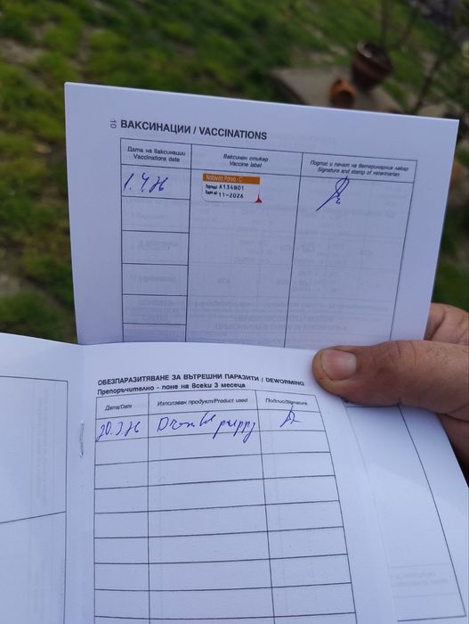 Малки кучета , английски кокер шпаньол