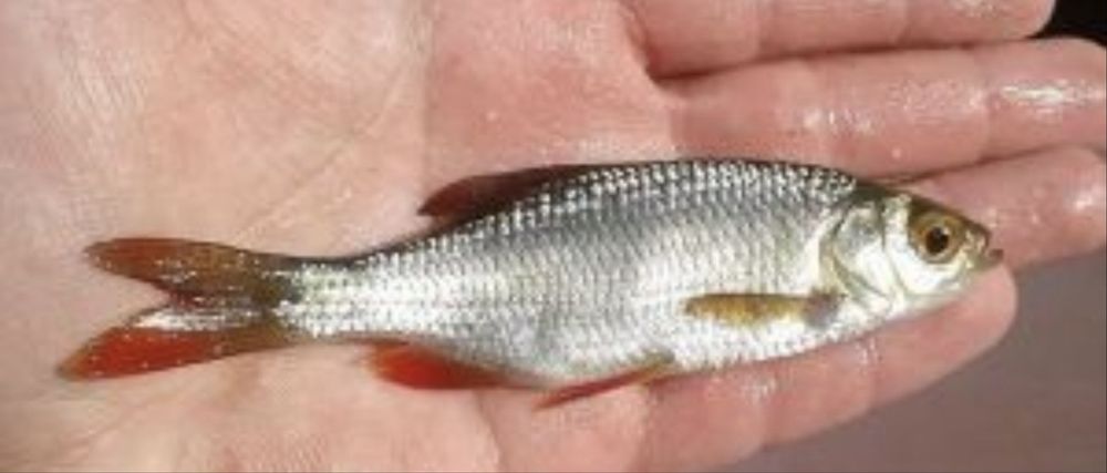 Малёк плотва. Живец