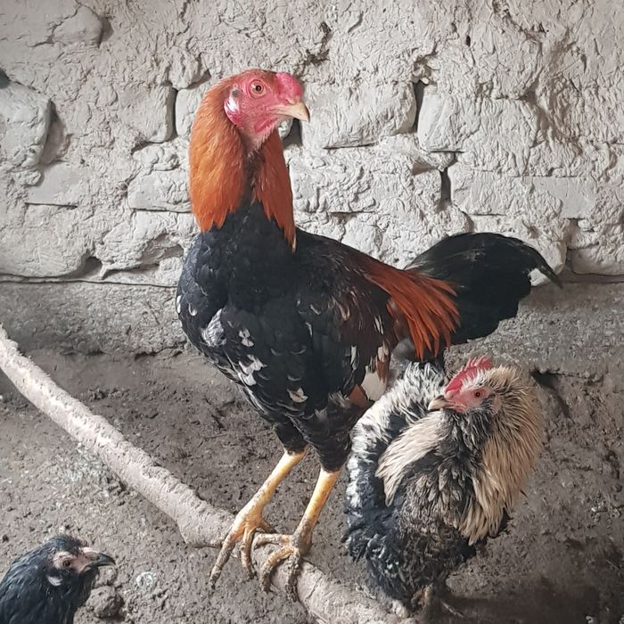 Куланги хурозлар сотилади600000минг