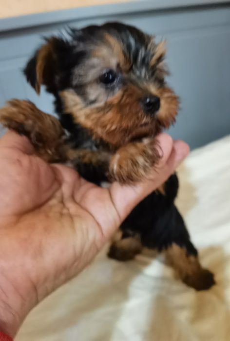 Yorkshire Terrier mini fetita