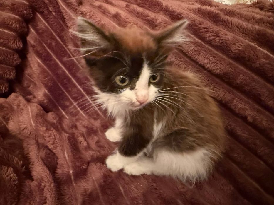 Отдам девочку в добрые руки