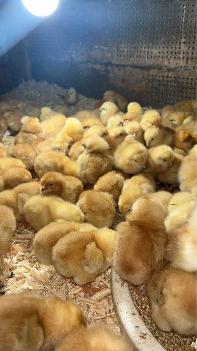 Vindem pui carne si rasa mixta