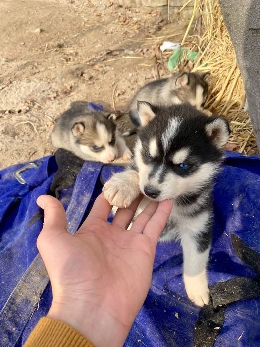 Moviy ko‘zli Husky kuchukchalar! Juda chiroyli va sog‘lom