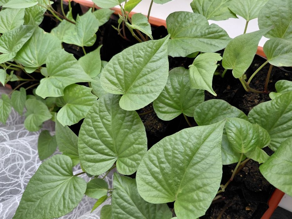 Продам рассаду батата