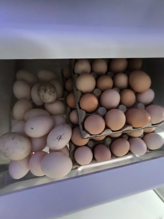 Ouă de găina de la păsări crescute la curte