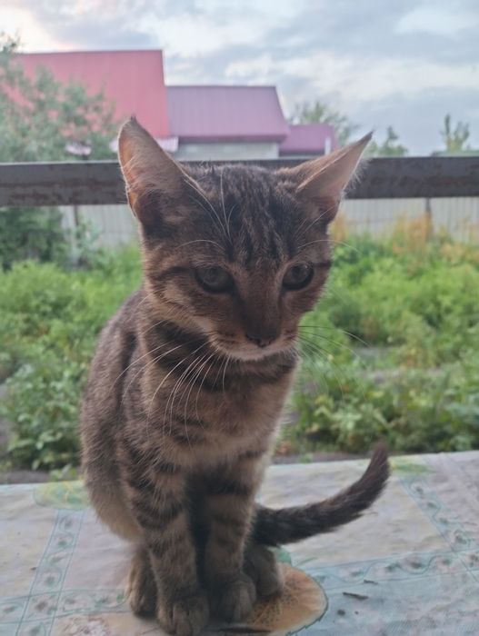 Отдам в добрые руки котят
