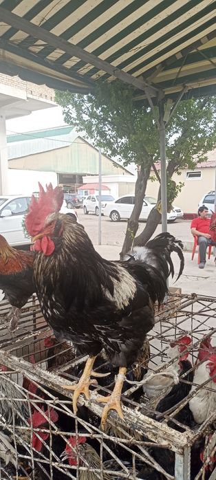 Horoz tovuq parrandalar