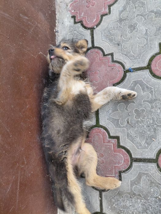 Званок мальчик пальчик