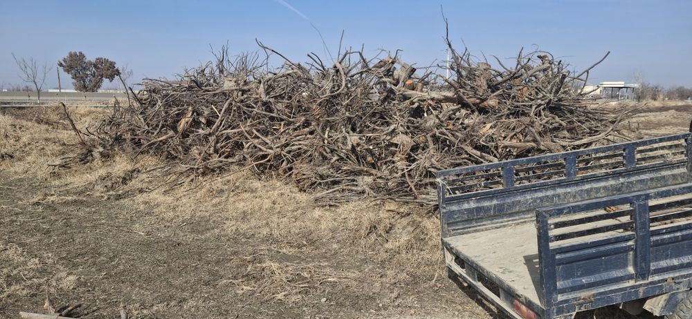 Daraxt kundalari sotiladi. arzon