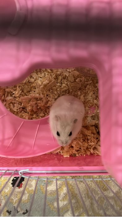 Хомяк жас, дені сау, өте белсенді